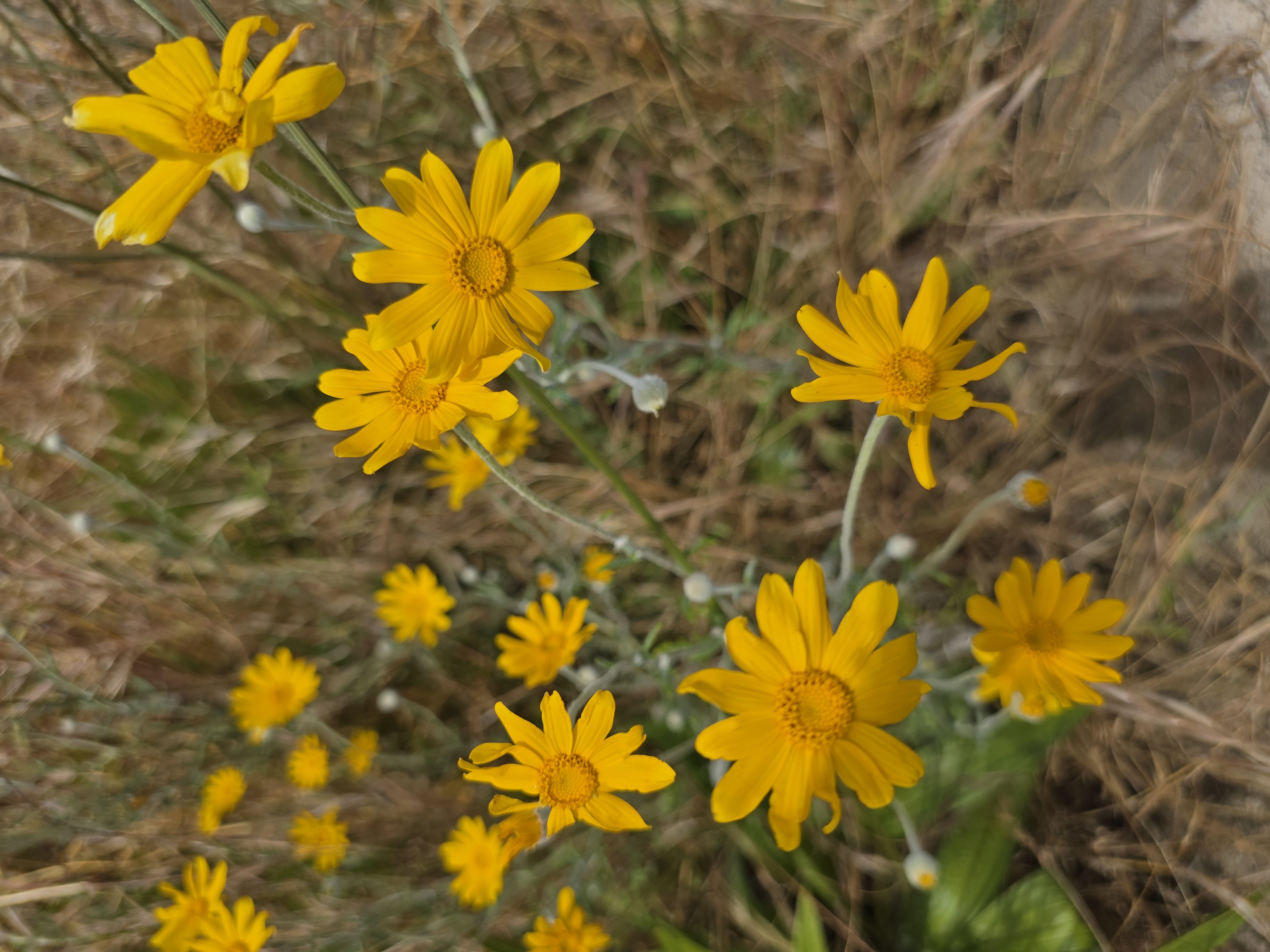 Image is on the main page of the website with small yellow flowers in the center and the rest of the image out of focus. The total image is a collection of deep yellow mini daisies taken on the side of a mountain in Northern California.